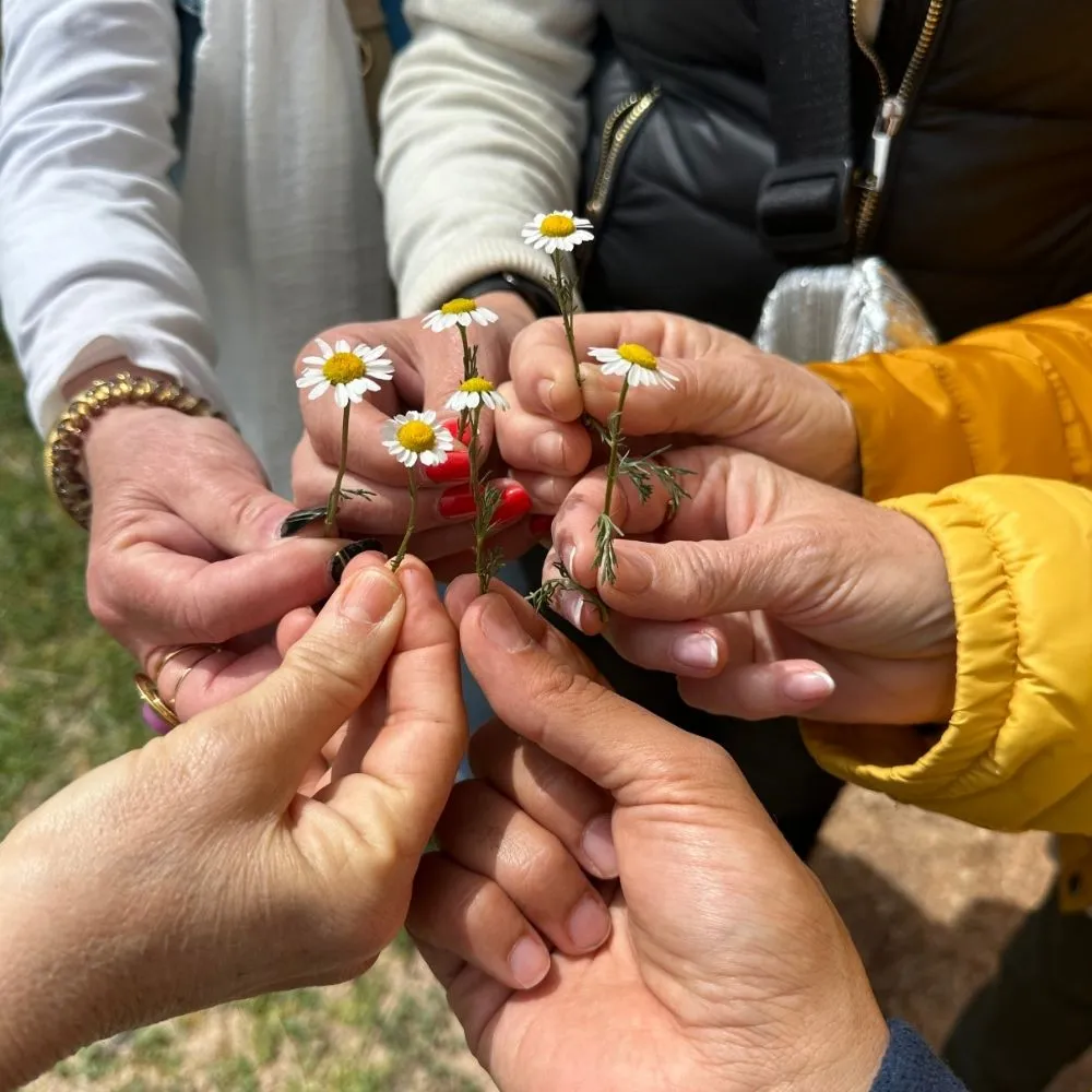 Margaritas Juntadas Por El Grupo en Turquía | Guía Turístico